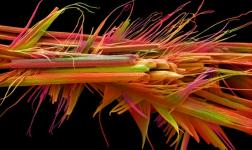 Caffeine Crystals