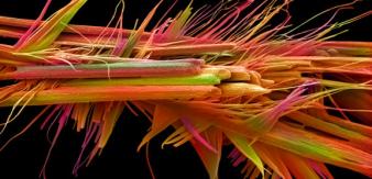 Caffeine Crystals