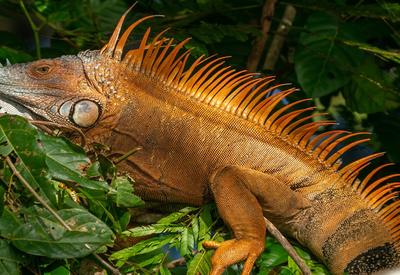 Darwinian paradigm min