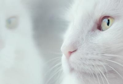 does consciousness come in degrees