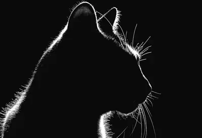 imagination consciousness and animal dreams