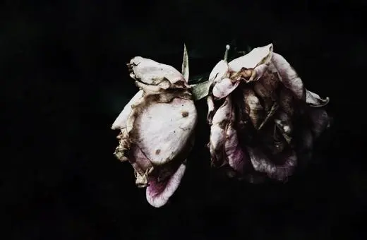 christopher hamilton image 2