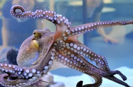 octopussmart