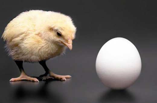 thumbnail chicken egg