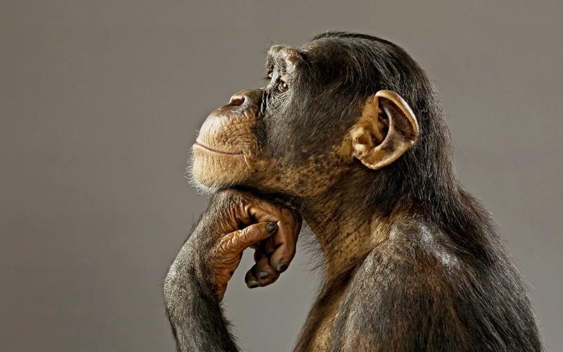 Animals and Philosophy » IAI TV