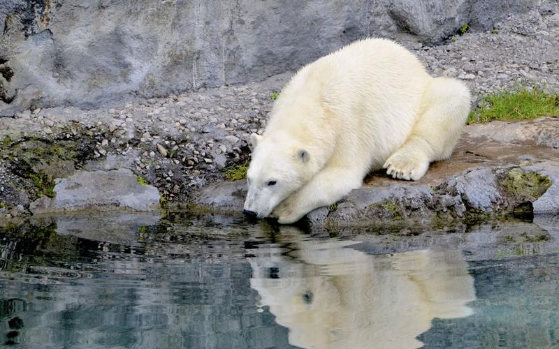 To Be, Or Not to Be: On Whether Animals Can Commit Suicide » IAI TV To Be, Or Not to Be: On Whether Animals Can Commit Suicide » IAI TV