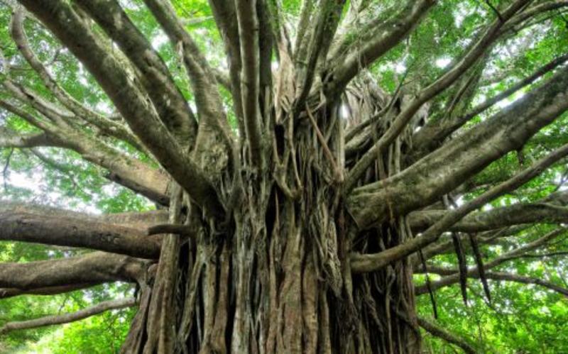 Conocer un árbol por su fruto en el taoísmo