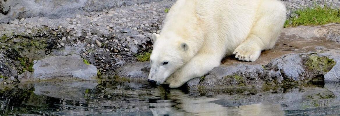 To Be, Or Not to Be: On Whether Animals Can Commit Suicide » IAI TV To Be, Or Not to Be: On Whether Animals Can Commit Suicide » IAI TV