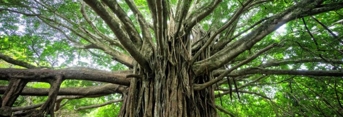 old tree