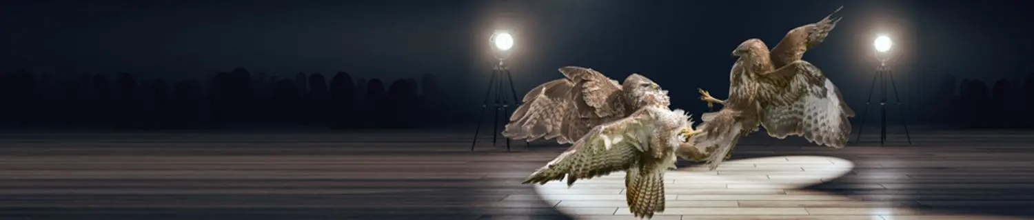 Two hawks in mid-flight, interacting over a spotlight on a wooden floor, with dark shadows in the background. 