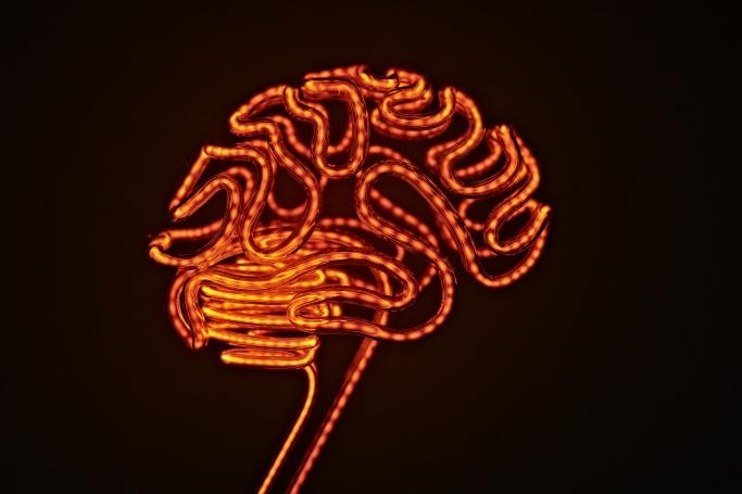 brain