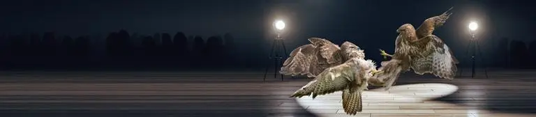  A dramatic scene featuring multiple birds of prey, including hawks and owls, captured in mid-flight under spotlighting on a dark stage. 