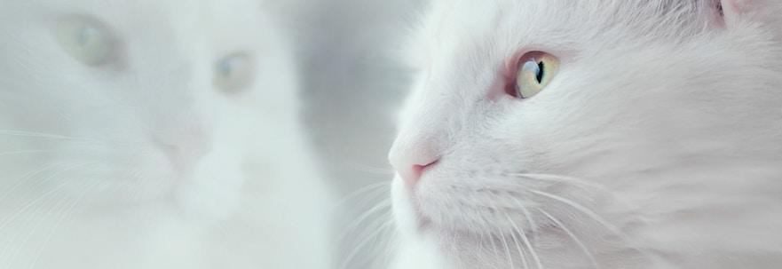 does consciousness come in degrees